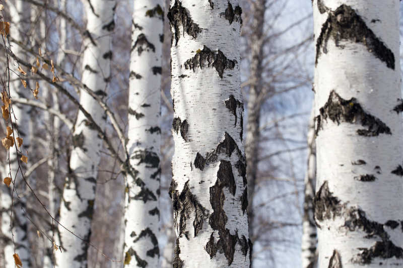 冬季美丽的白桦树近景