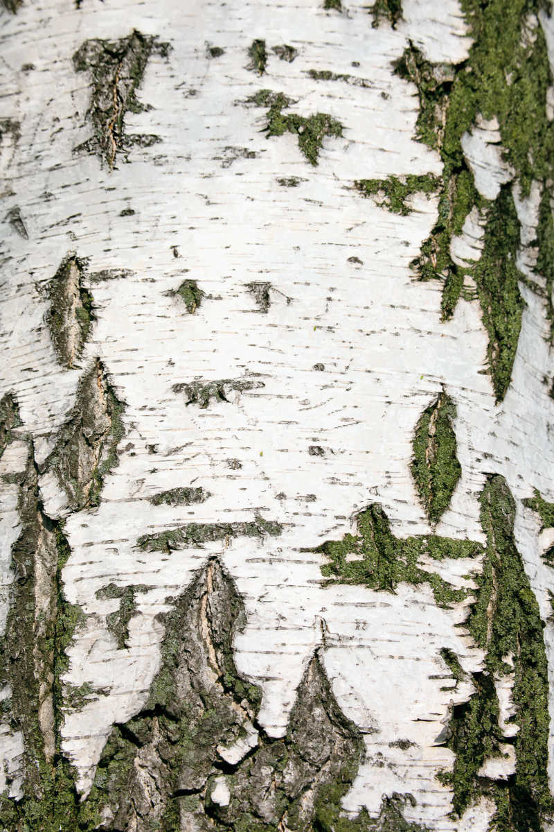 白桦树的躯干近景照片