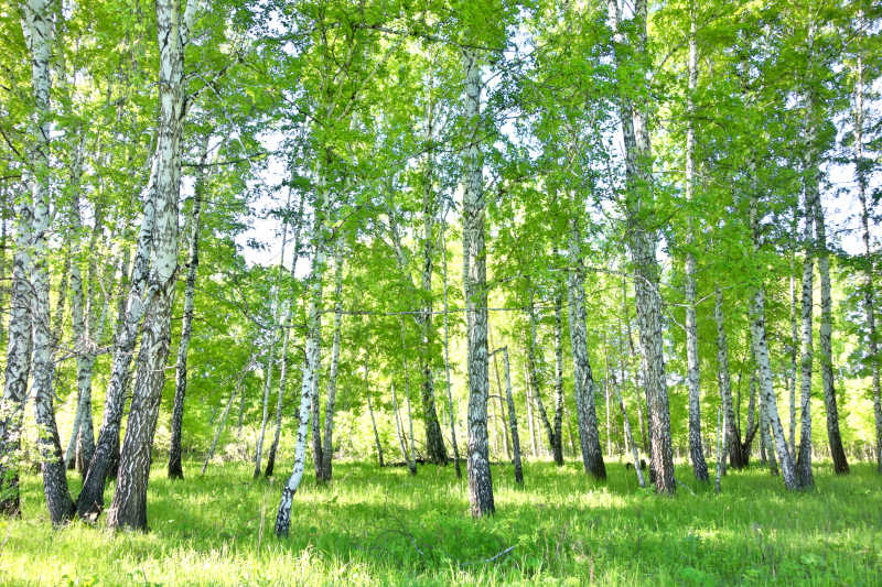 白桦林美丽的一片绿景