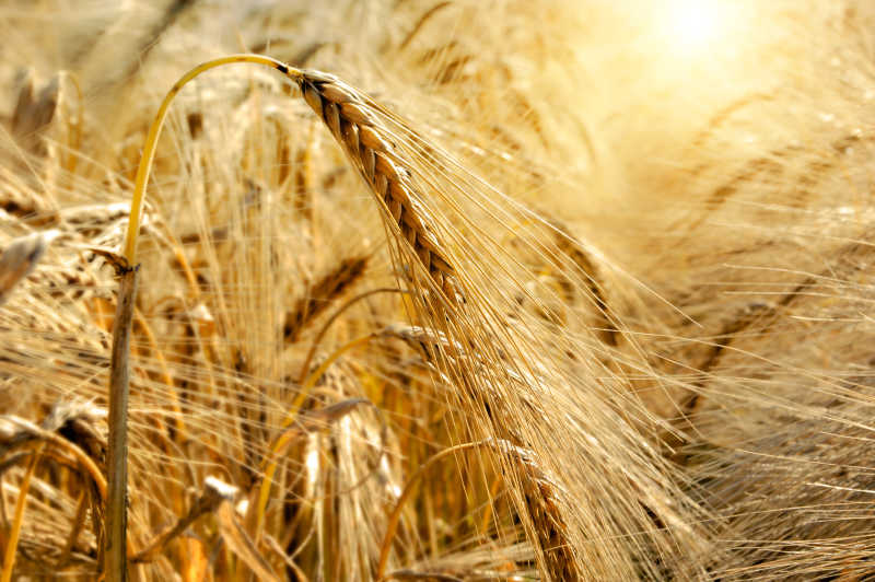 生长茂盛的金色小麦