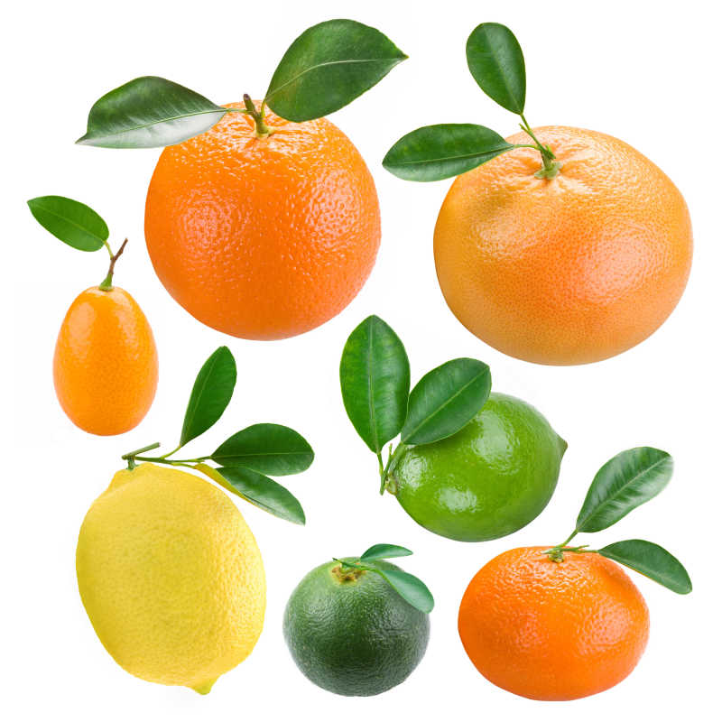 白色背景上的柑橘属植物