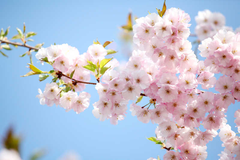 日本蓝色天空下的樱花