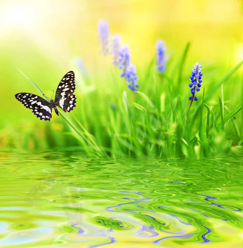生长在水中的草上停着一只蝴蝶