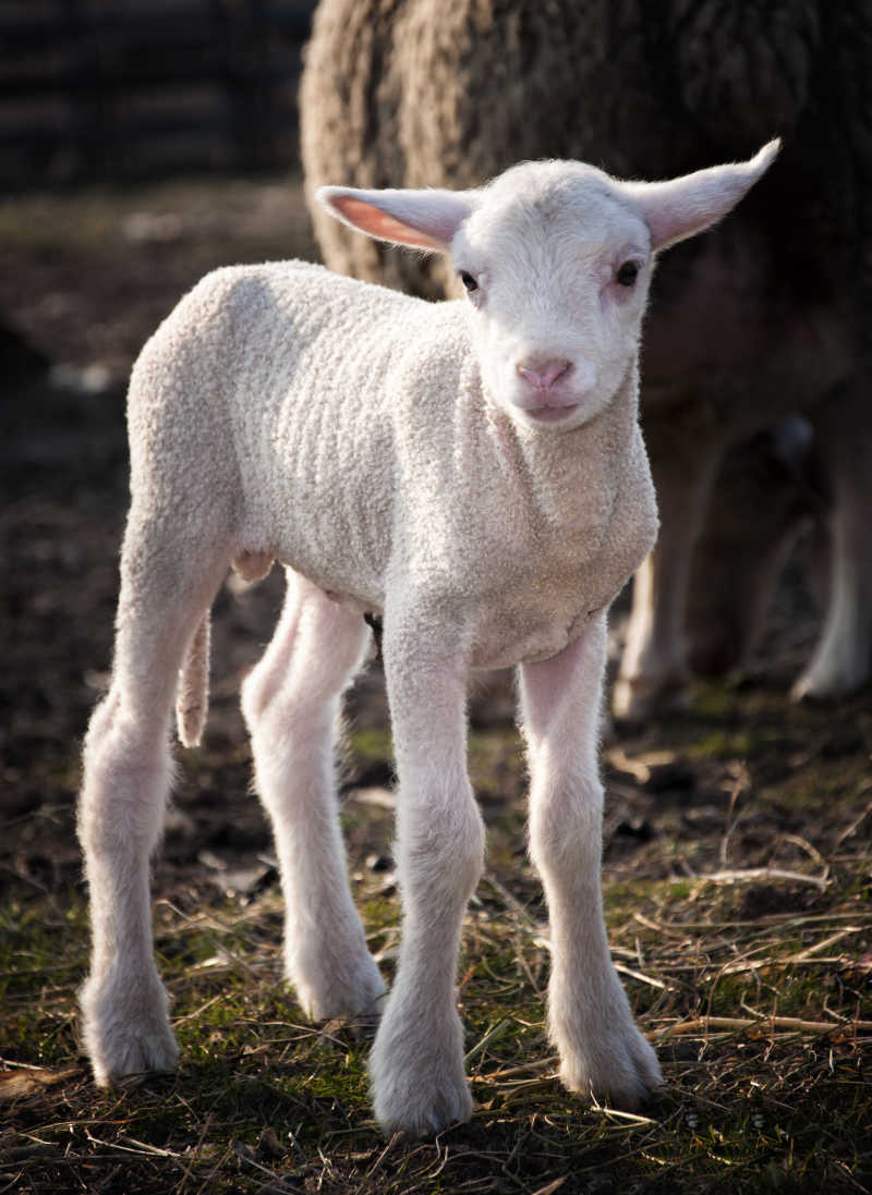 出生几天的小绵羊