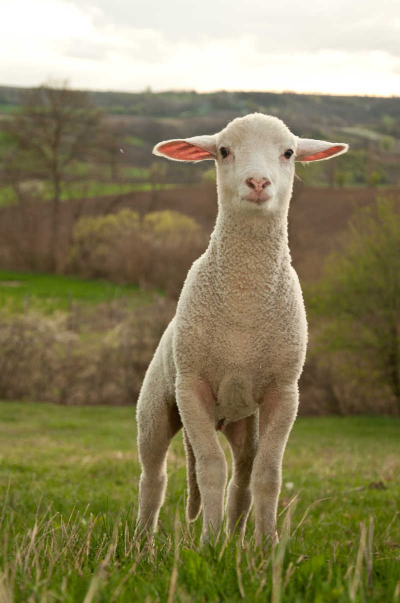 草坪上的小绵羊