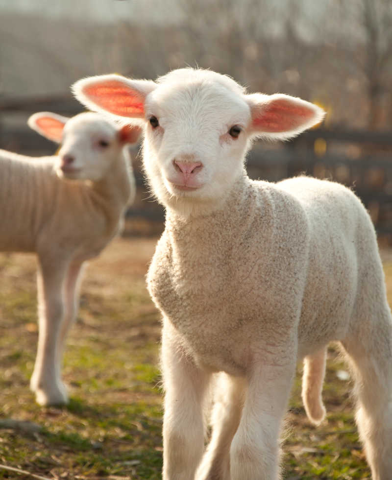 可爱的小绵羊