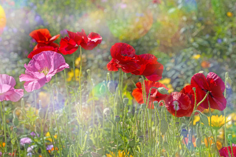 户外草地里的红色和粉色罂粟花