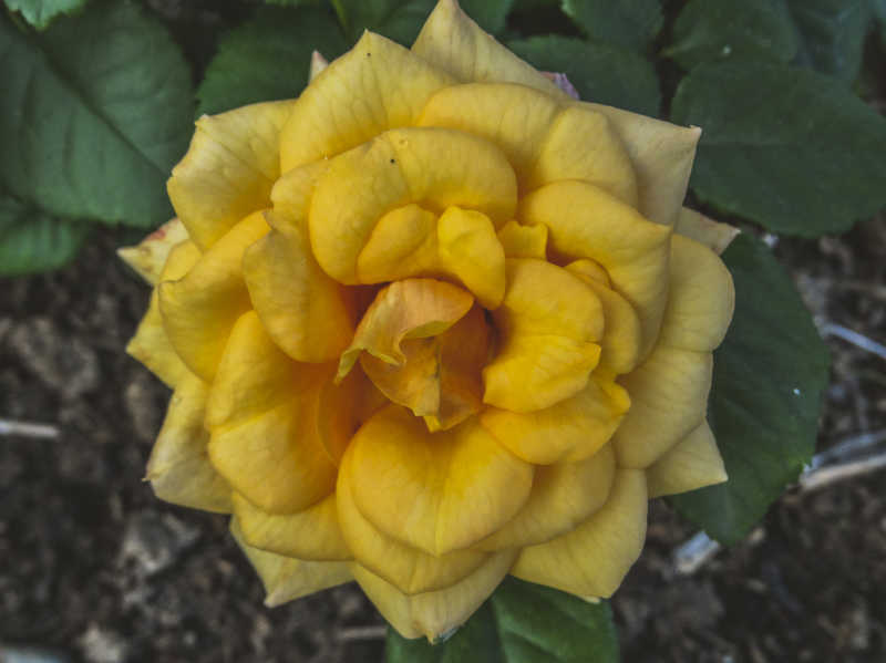 一朵美丽的黄色玫瑰