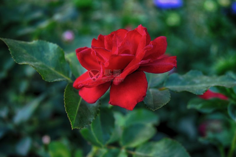 漂亮的鲜艳的盛开的红色玫瑰花