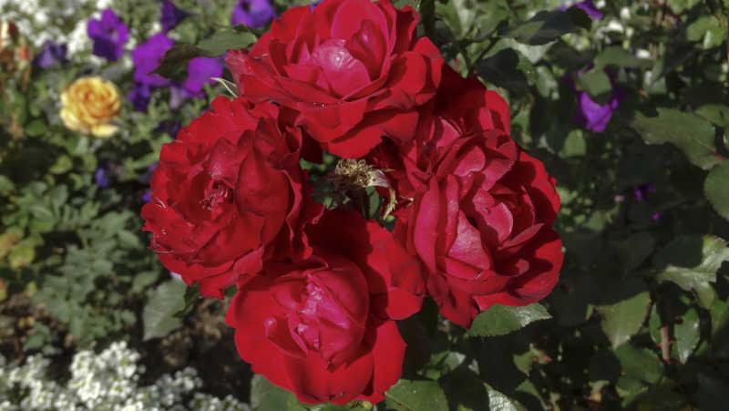 花园中漂亮的玫瑰花