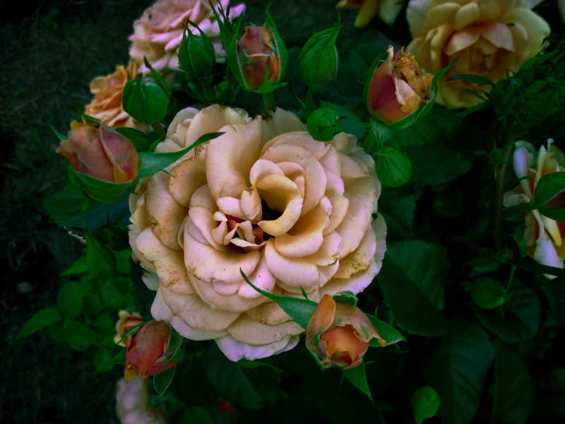 漂亮的花园里的粉色玫瑰