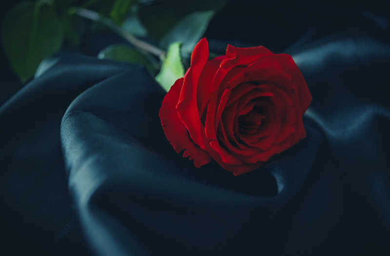 黑色天鹅绒上的鲜艳玫瑰