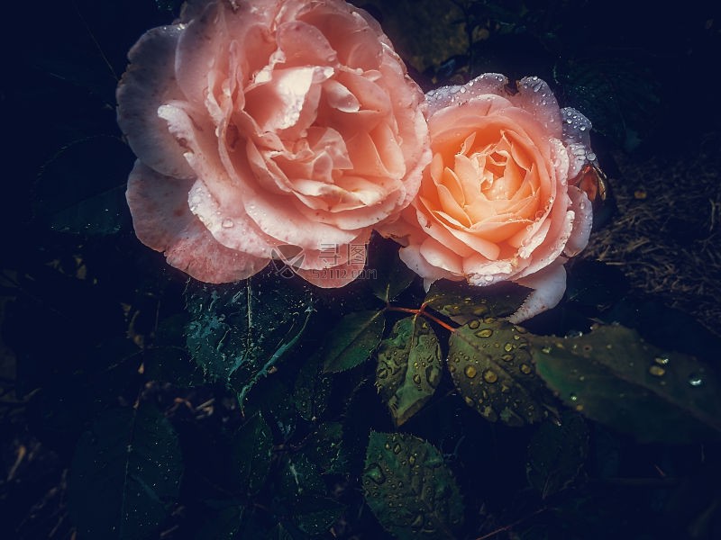 带有露珠的粉红玫瑰