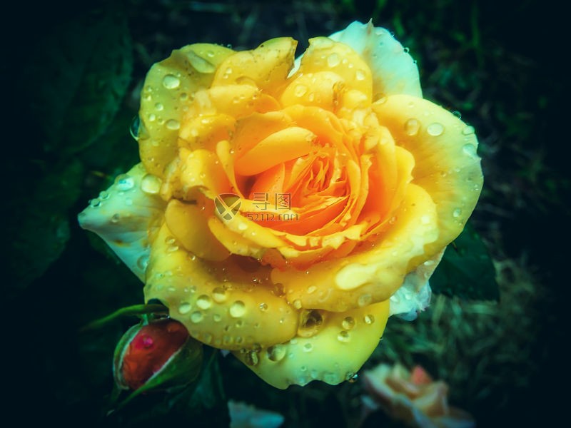 花园里漂亮的黄色玫瑰