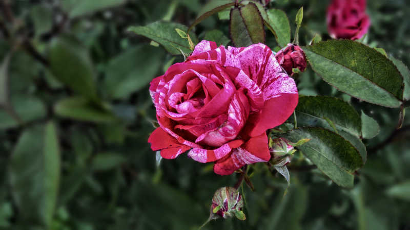 娇艳的玫瑰