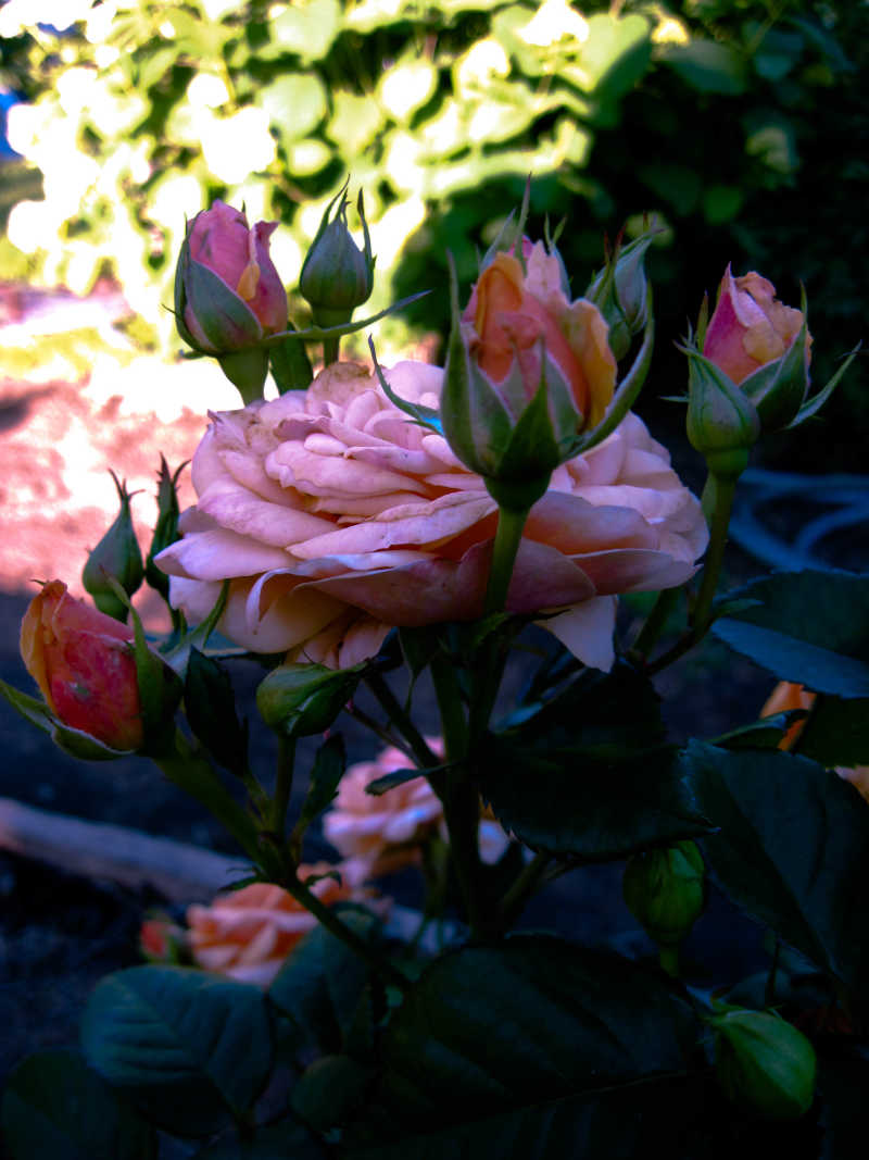生长的可爱的粉色玫瑰
