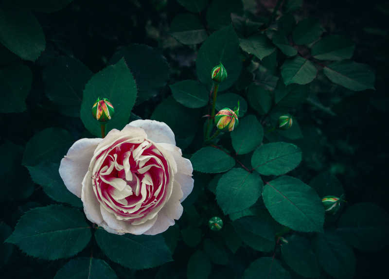 漂亮的白色玫瑰