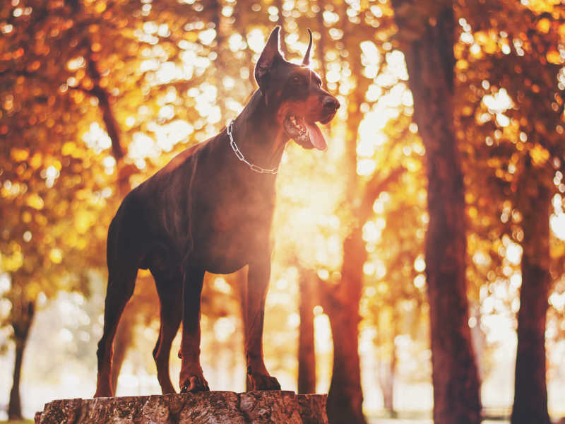 阳光下站在公园里的黑色杜宾犬