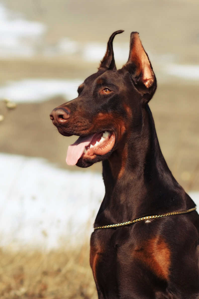 美丽的黑色雄性杜宾犬