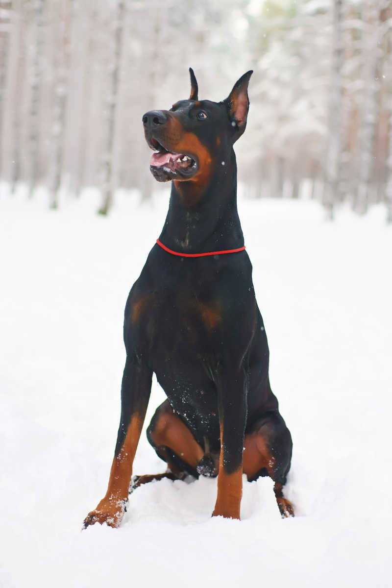 雪地上的黑色杜宾犬
