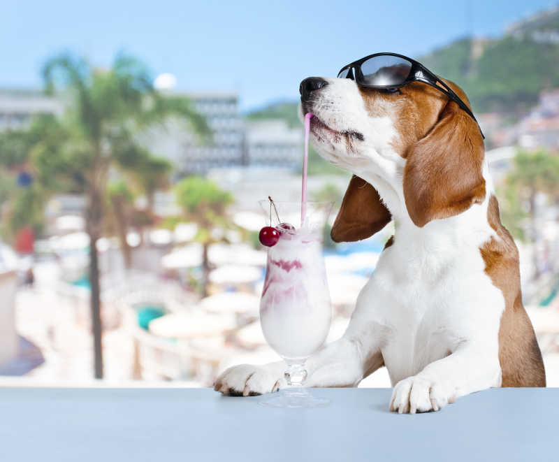 夏日海滩边度假的小狗