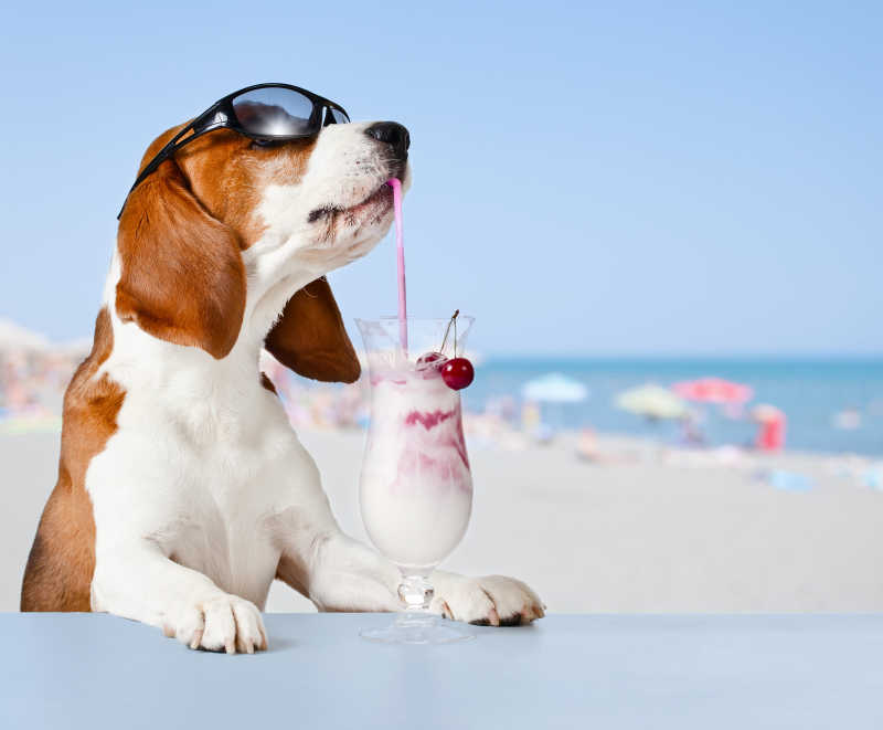 可爱的小猎犬在海滩酒吧喝鸡尾酒