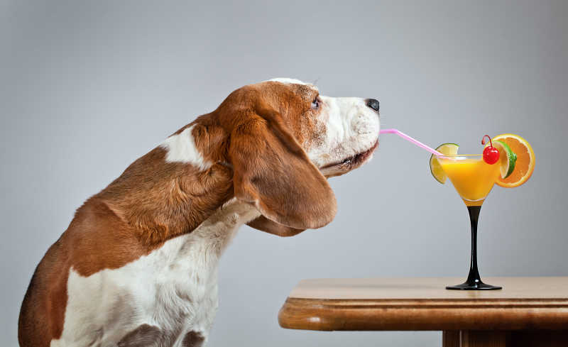 可爱的猎犬喝水果鸡尾酒