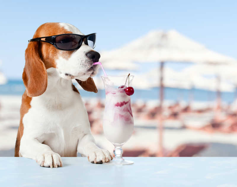 海滩背景可爱的狗戴墨镜喝饮料