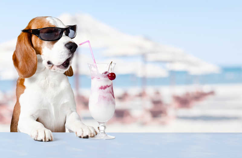 可爱的太阳镜狗在海滩上酒吧喝鸡尾酒