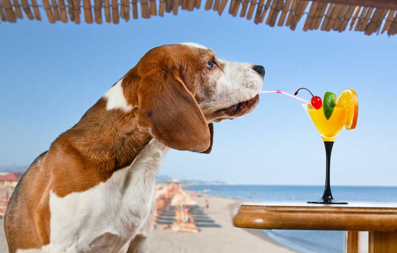 海滩背景喝饮料的小狗