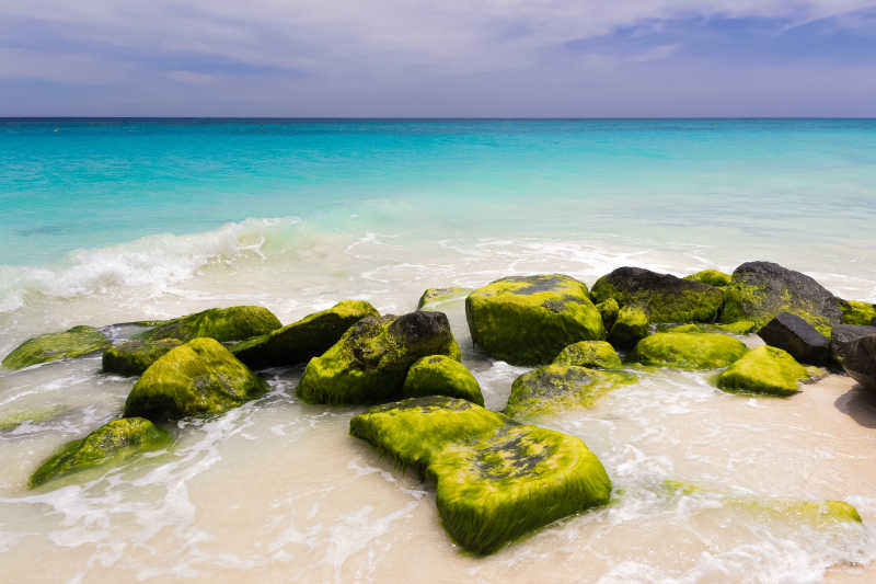 加勒比海岸布满海草的石头