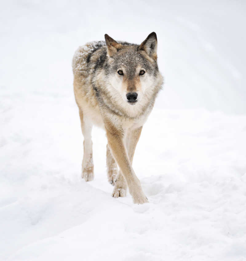 冬天雪地上美丽的野灰狼