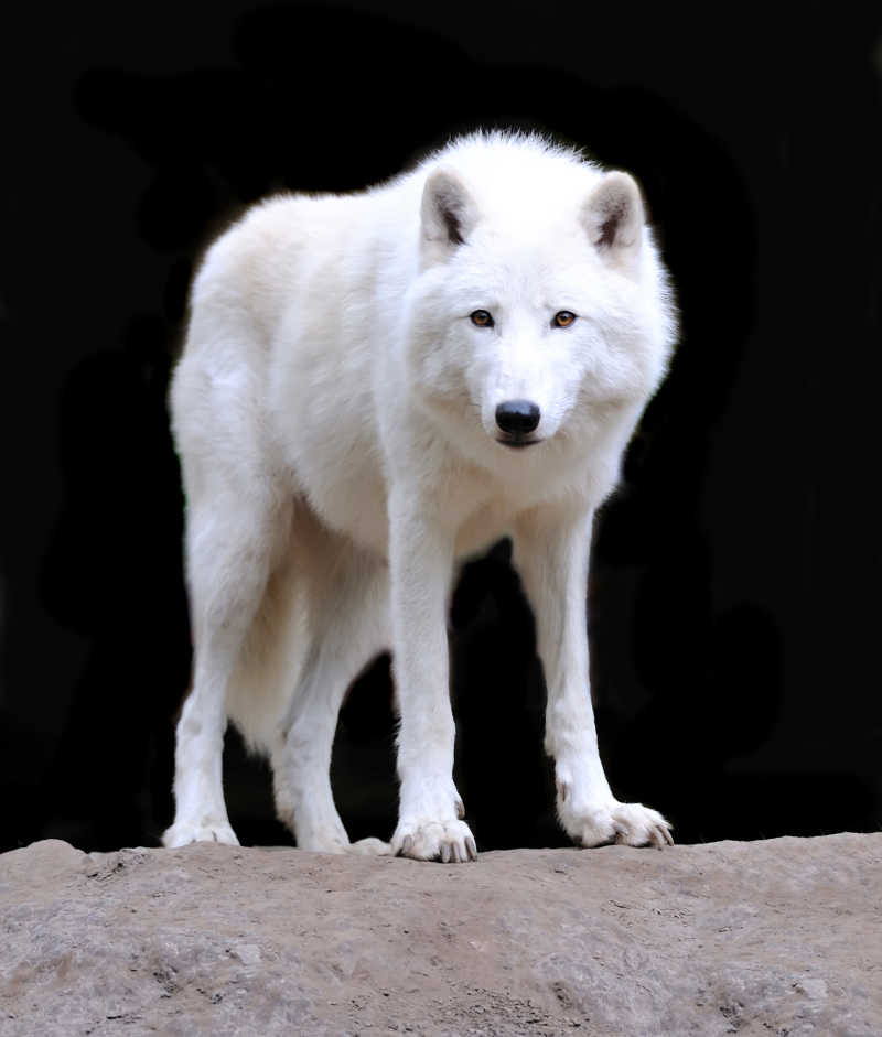 岩石上的白狼