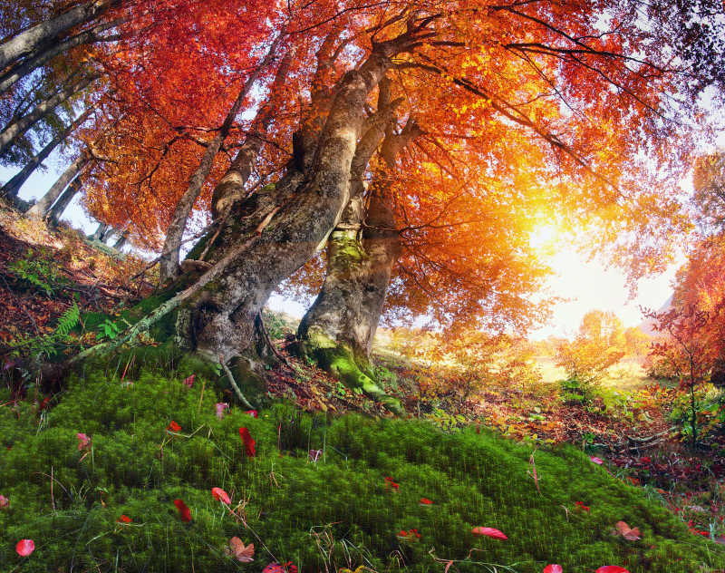 秋季的尔巴阡山脉的高原森林