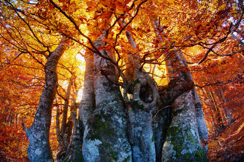 秋季漂亮的树林