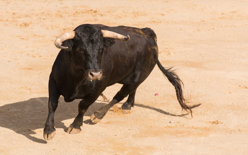 西班牙的强壮斗牛