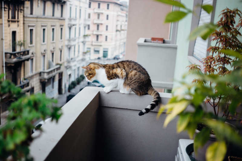 阳台上的可爱小猫