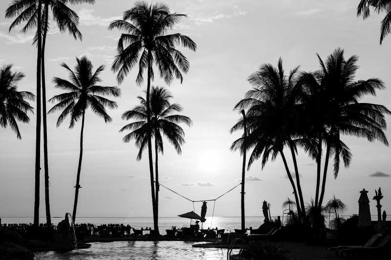 热带海滩棕榈树的黑白摄影