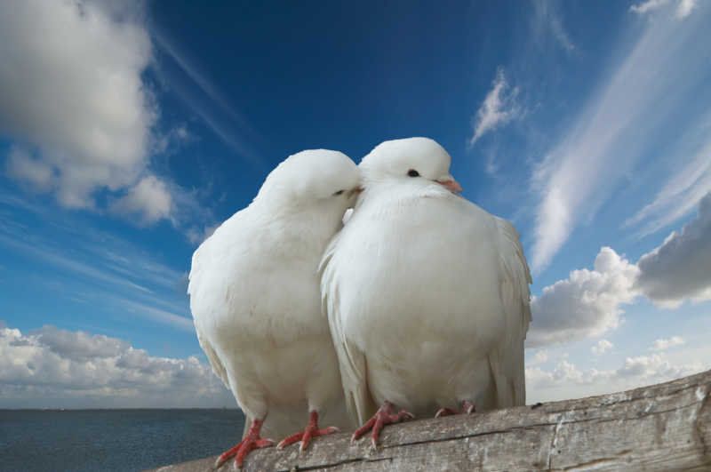 两只亲密爱情中的鸽子