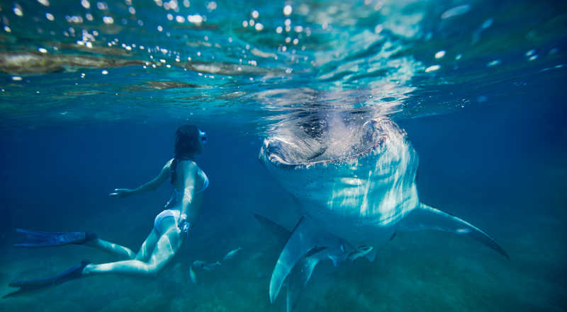 浮潜的比基尼美女看着水中的大鲨鱼