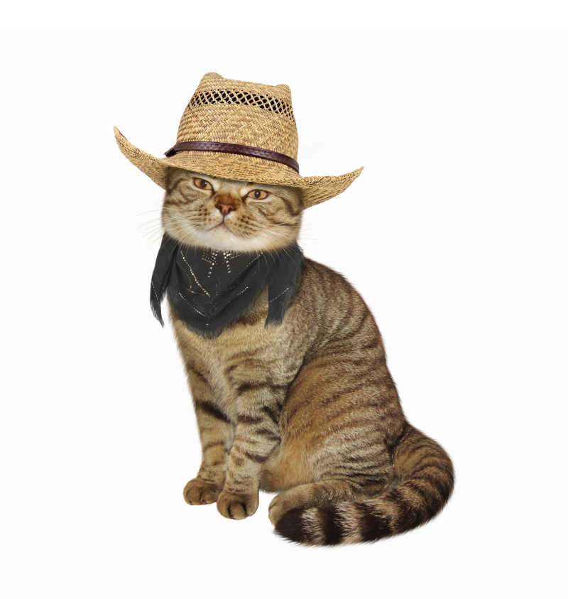 苏格兰直角猫戴牛仔帽