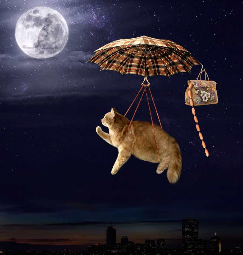 一只勇敢的猫在伞上飞行
