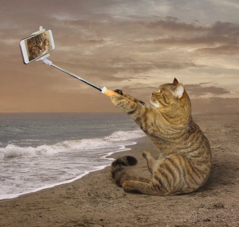一只猫独自坐在海岸上给自己拍照