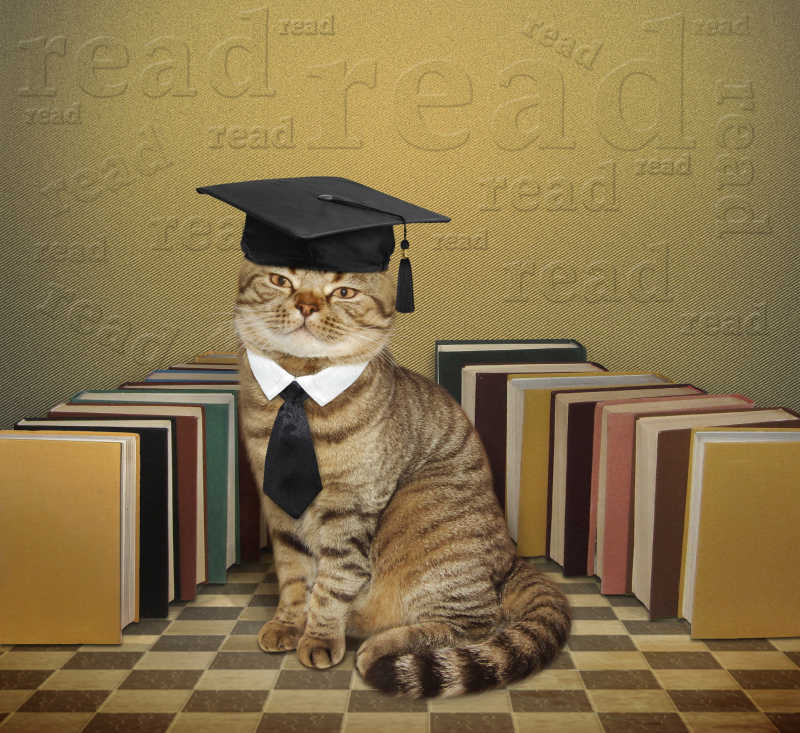 一只聪明的苏格兰直猫坐在许多书旁边