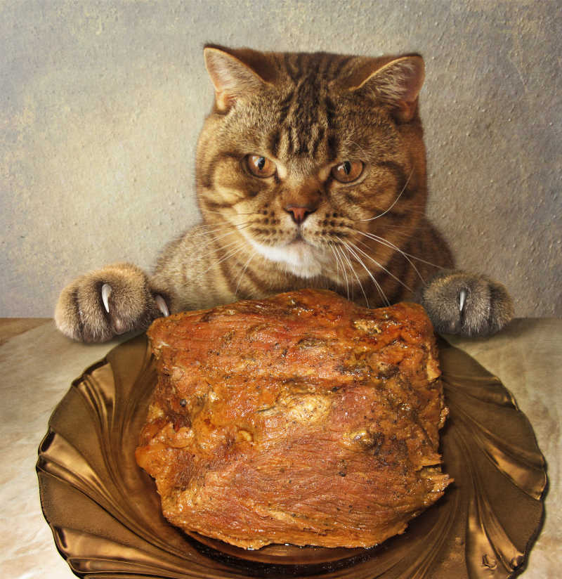 一只饥饿的大猫想吃掉一大块肉