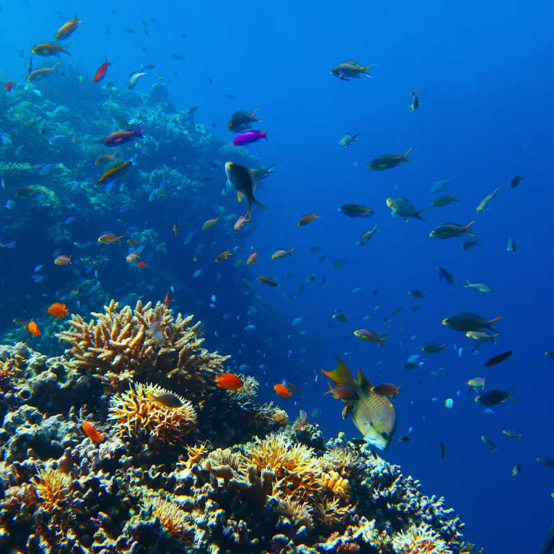海底世界的鱼群和珊瑚礁