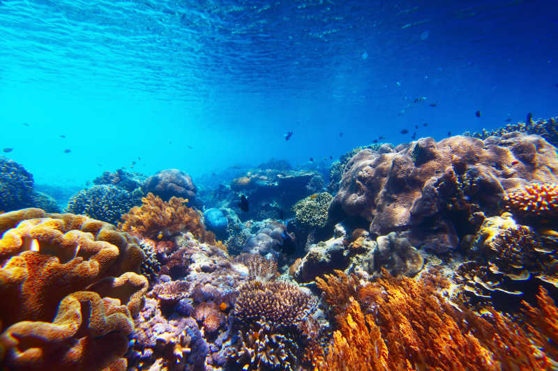 清澈水域中的小型鱼类珊瑚礁