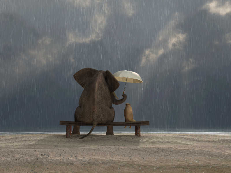 大象和狗坐在雨中