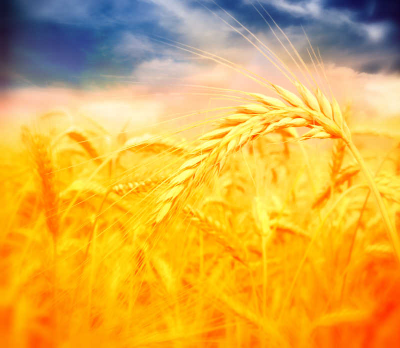 农村麦田的金色小麦