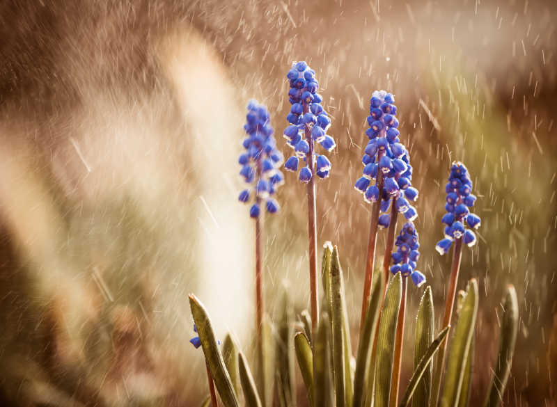 雨中的蓝花
